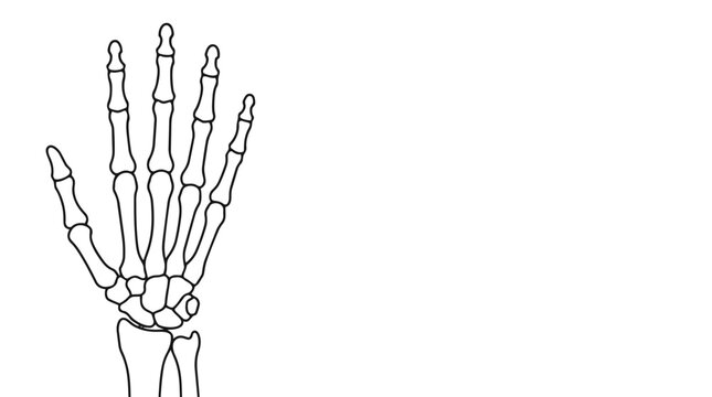Human skeleton hand vector illustration with detailed bone anatomy outline, medical line art drawing of wrist and fingers isolated on light background for education use.