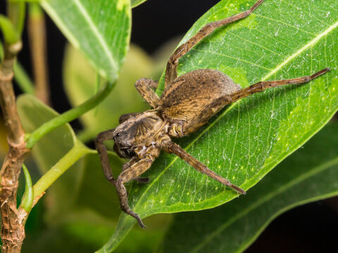 Tegenaria domestica spider taken in close-up against the background of green leaves