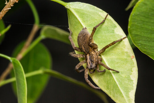 Tegenaria domestica spider. A close-up of a house spider