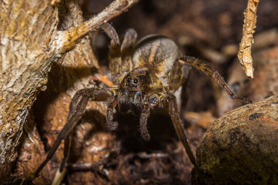 Tegenaria domestica spider captured in close-up on a blurred background in its natural habitat