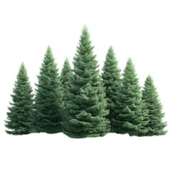 Obraz premium Row of tall evergreen conifer trees in foggy grassy field