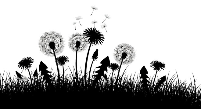 Dandelion Field Silhouette with Seeds Blowing in the Wind