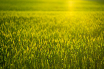 Fototapeta premium Background texture shows blurred wheat plants. Golden background glows in rural sunlight. Background scenery supports agricultural landscape concept. Background nature feels peaceful and organic.