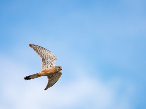 Common kestrel in flight