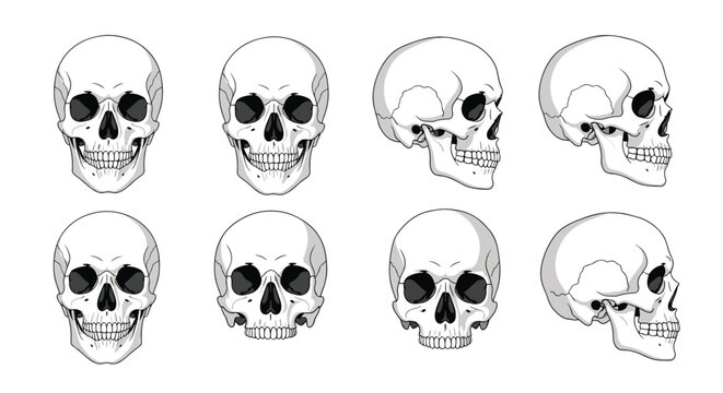 Collection of human skull anatomical drawings from different angles including front and side profiles for medical and artistic study.
