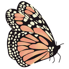 butterfly © Piyachat