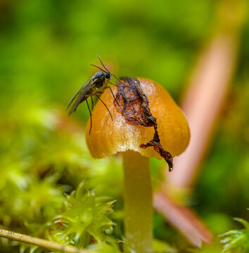 fungus gnat fly on a mushroom