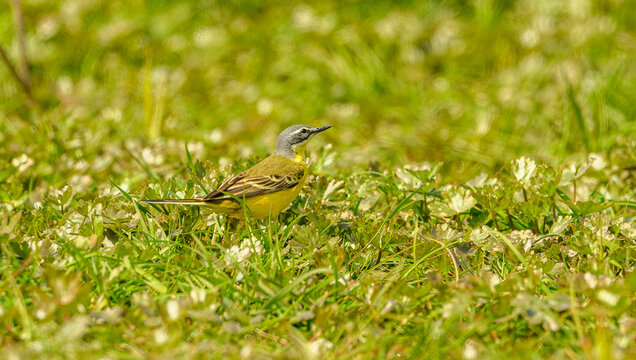 western yellow wagtail (Motacilla flava) on ground