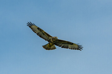 Fototapeta premium bird of prey in flight on the sky