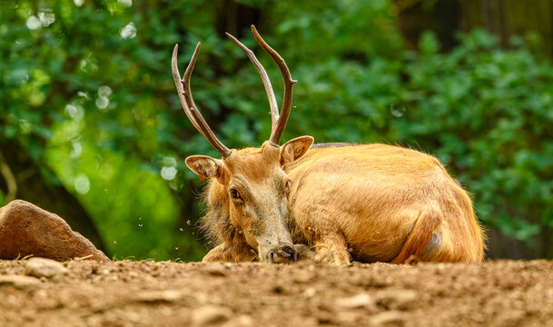 Pere David's deer (Elaphurus davidianus) aka milu or elaphure