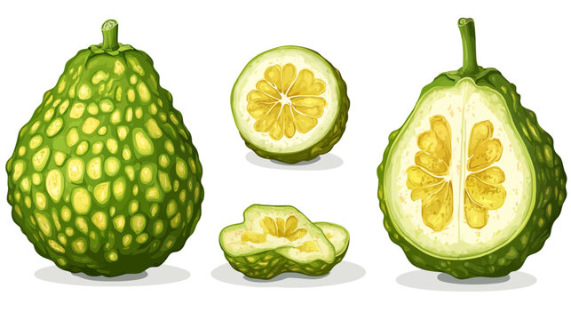 Illustration of a green bitter melon with cross-sections and a slice