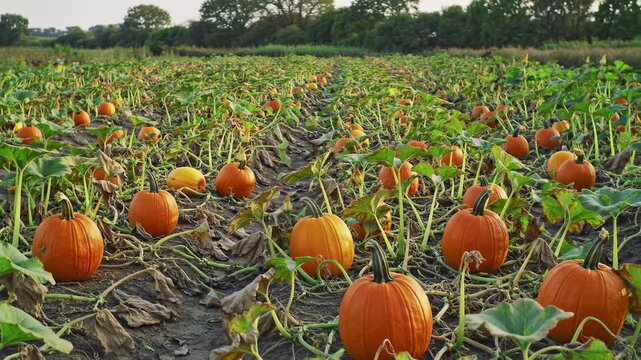 An expansive pumpkin patch shows many orange gourds among vines