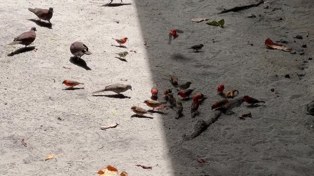 Birds: Turtle Doves and Red Fody (Foudia madagascariensis) pecking at crumbs on the sand in the Seychelles. Red plumage on male Red Fody (Foudia madagascariensis), Praslin Island, Seychelles