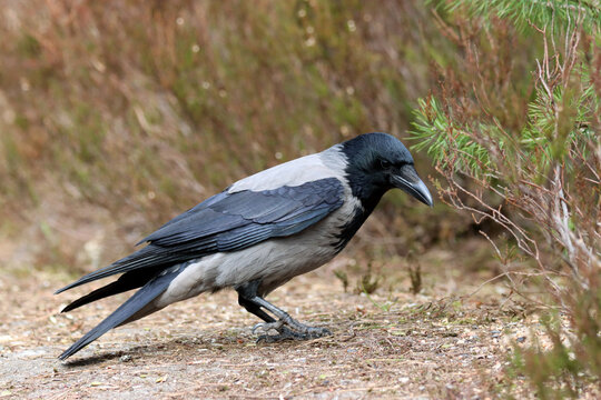 Hooded crow