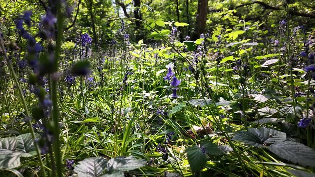 English bluebells are captured blooming vibrantly in a sun dappled spring woodland garden. This scene evokes feelings of peace and tranquility, themes of nature, renewal, and environmental serenity.