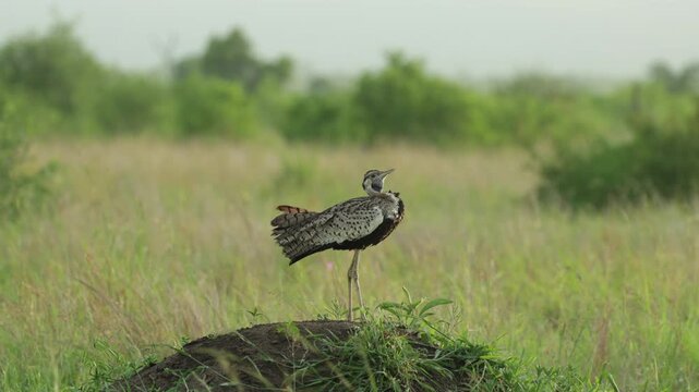 Wide shot of a black-bellied bustard standing on a termite mound calling, Kruger National Park.