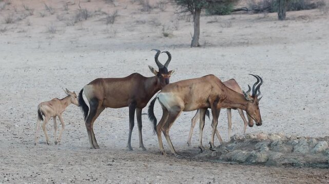 A herd of red hartebeests with a calf drinking at a waterhole, Kgalagadi Transfrontier Park.