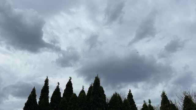 A gray day time-lapse featuring the tops of arborvitae trees at the bottom of the frame with moving clouds above.