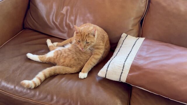 A ginger cat sitting on a sofa.