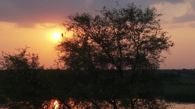 Parrot silhouette perched on bare tree branch against vibrant orange sunset sky with water reflection below. Wide drone shot captures the scene with warm golden hour lighting in Rajasthan, India.