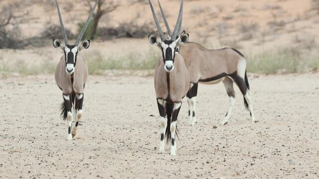 Wide shot of two gemsbok oryx antelopes walking towards the camera while a third gemsbok is standing in the background, Kgalagadi Transfrontier Park.