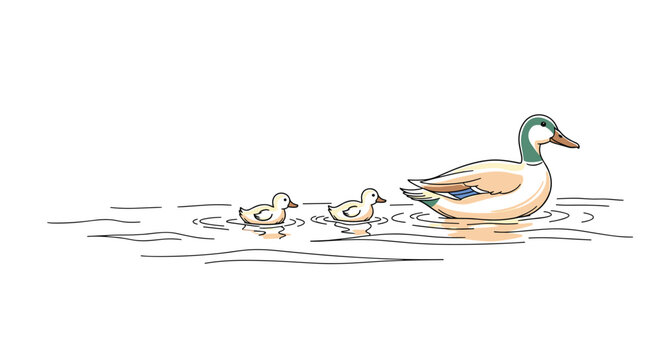 Charming illustration of a mother duck swimming on the water followed by her two small yellow ducklings in a calm pond or lake scene.