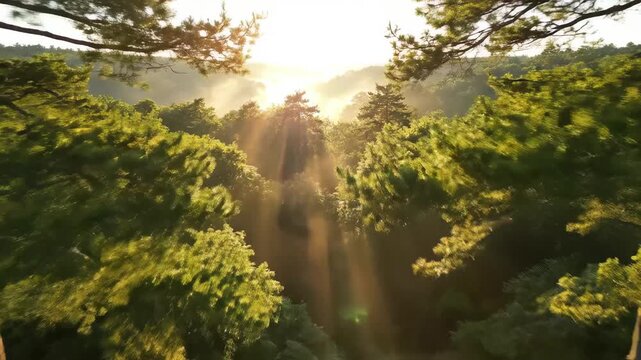 Sunlight filtering through forest trees emphasizing the majestic scale of the natural world