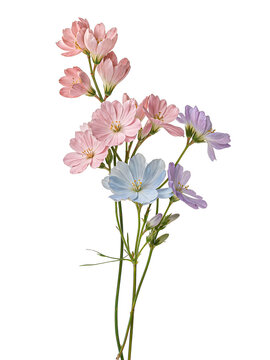 elegant spring flower stem illustration with light pink and lavender petals