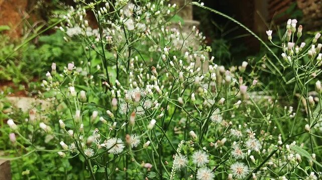 Small White and Pink Wildflowers of Cyanthillium Cinereum in a Sunny Field
