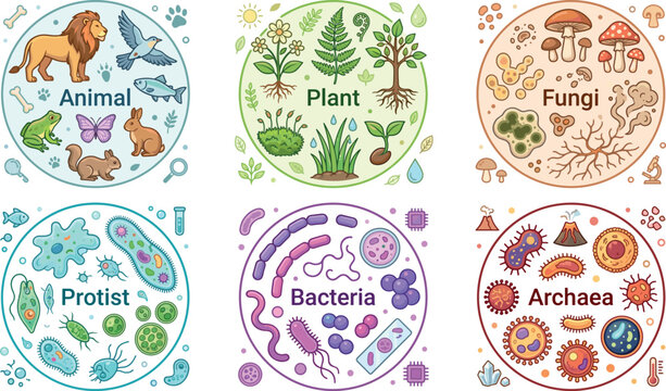 Six Kingdoms Biology Classification Diagram with Animal Plant Fungi Protist Bacteria and Archaea Groups for Science Education