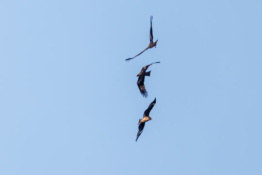 中木港で三つ巴で争う鳶, トビ, タカ科,
（英名学名：Black Kite, Milvus migrans）
ヒリゾ浜南伊豆町中木
静岡県伊豆半島-2025
日本有数のシュノーケリングスポット。
夏の数カ月間だけ渡し船で行ける。
水質透明度魚影が素晴らしい。

