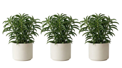 Fototapeta premium Three green plants in white planters on a white background for interior design and decoration ideas
