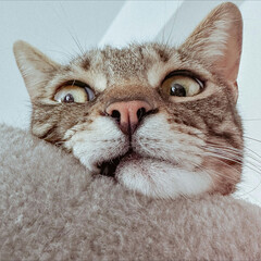 portrait of a cat © Md Sharif Ahmed