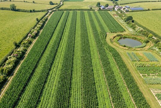 Aerial drone view of intercropping field with alternating corn and bean rows