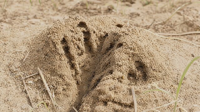 A detailed anthill in sandy soil with a single claw mark.
