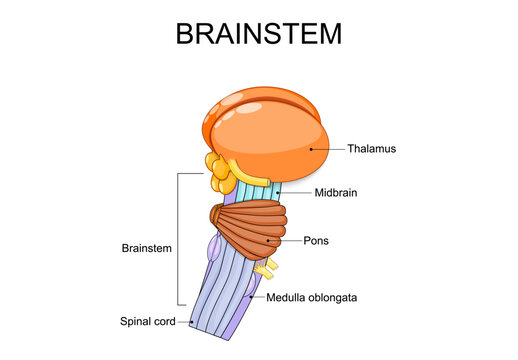 Brainstem. Brain anatomy. Anatomical mapping distinct segments of the brain stem in sagittal section. 
