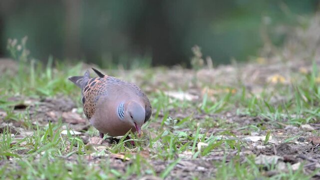 Oriental Turtle Dove Walking and Foraging on Ground in Natural Forest Habitat
