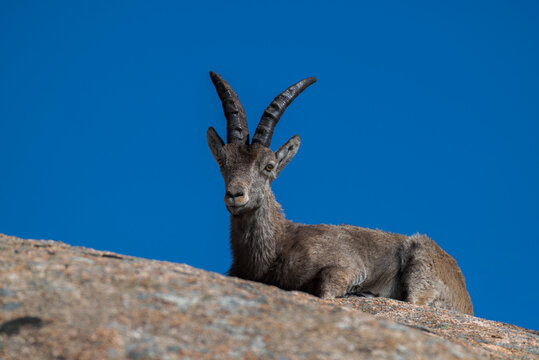 Portrait of an Iberian ibex, Capra pyrenaica ssp. victoriae, resting on a granite rock under a clear blue sky in La Pedriza, Manzanares el Real, Spain