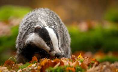 Fototapeta premium Badger close up ( Meles meles )