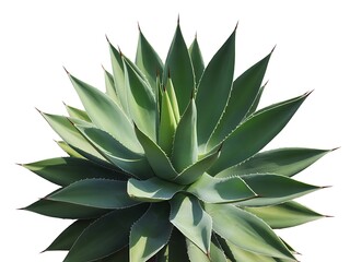 Fototapeta premium Green Agave Plant Isolated on White Background