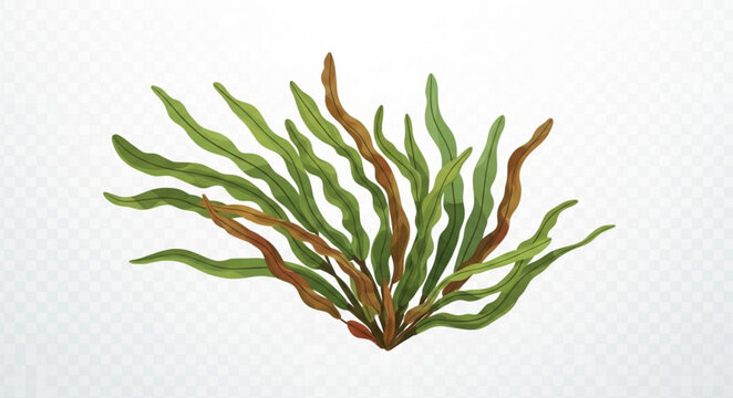 Green and brown seaweed plant isolated on white background.