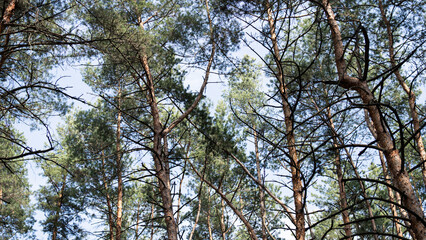 Fototapeta premium Looking Up at Tall Pine Trees in Forest