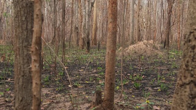 Burnt forest with severely damaged trees. Wildfire are spreads through woods during hot dry season every year in Thailand.