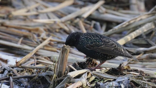 A common starling feeds among coastal vegetation