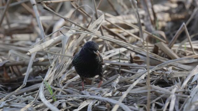 A common starling feeds among coastal vegetation