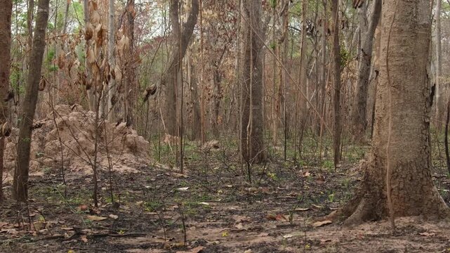 Burnt forest with severely damaged trees. Wildfire are spreads through woods during hot dry season every year in Thailand.
