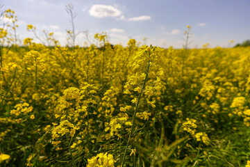 Fototapeta premium Rapeseed Field Close Up, Agriculture and Farming Industry Concept, Vibrant Yellow Canola Flowers in Spring Sunlight, Oilseed Crop Growth