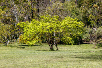 Fototapeta premium Single tree with bright yellow-green foliage dominates grassy meadow