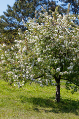 Fototapeta premium White flowering tree with green leaves