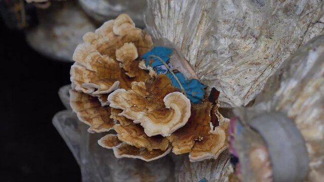 Close-up overhead shot of turkey tail fungi growing on substrate inside a cultivation farm.